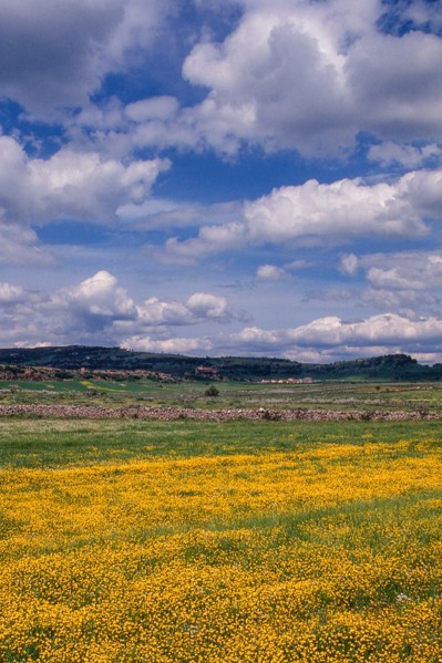 Nature, Italy, region of Sardegna 1975 Territorio del Sassarese (Sassari Territory).