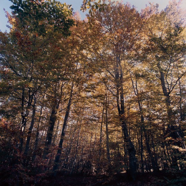 Nature, Italy, region of Calabria 1975 Sila Piccola (Little Sila).