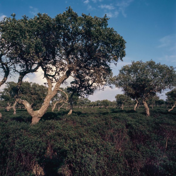 Nature, Italy, region of Sardegna 1975 Giara di Gesturi ""Sa Jara Manna"" (Giara Park).
