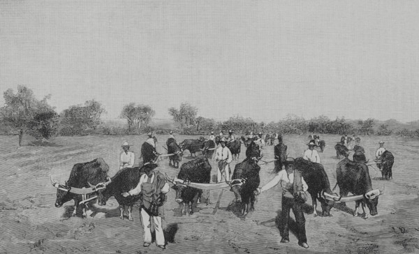 Mexico. Wheat sowing. Engraving. The Spanish and American Illustration (La Ilustracion Espanola y