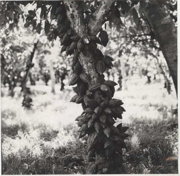 Cacao tree