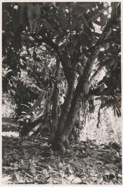Don Bosco Agricultural School of Balazar cacao tree