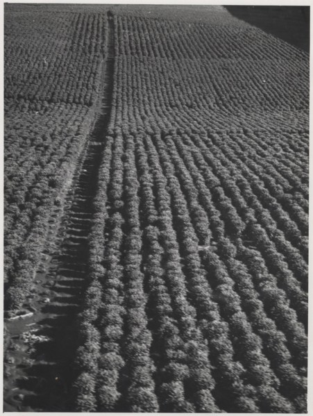 Coffee plantation in Sao Paulo state