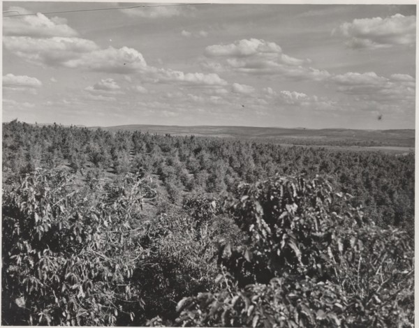 Coffee plantation