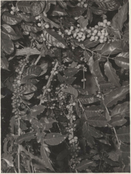 Maturing Arabica coffee plant