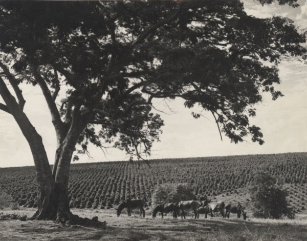 Coffee plantation in Sao Paulo state