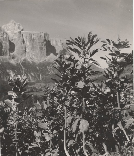 Broad beans trees