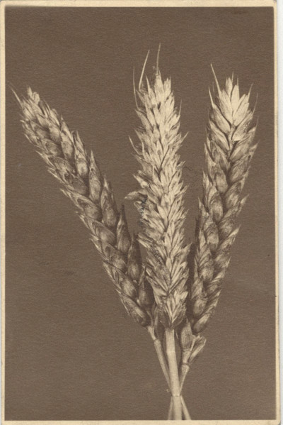 Ear of wheat