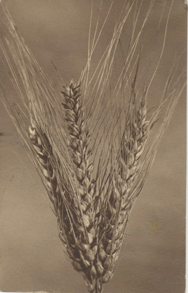 Ear of wheat