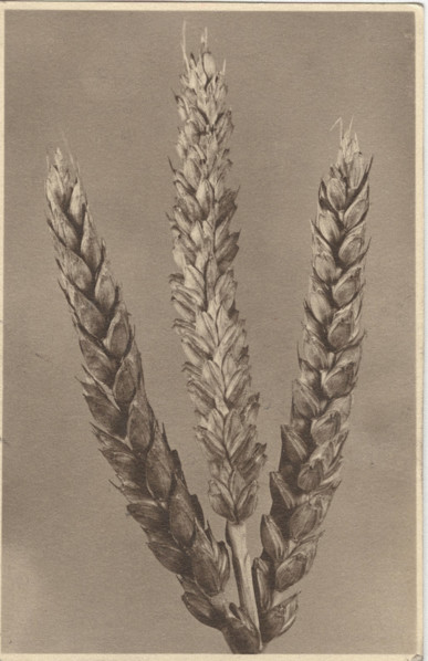 Ear of wheat