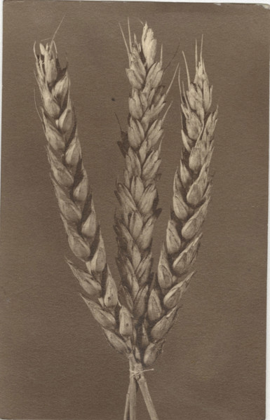 Ear of wheat