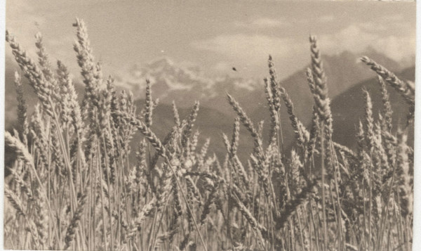Mont Calme wheat