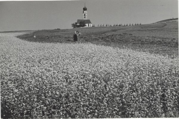Blooming buckwheat field