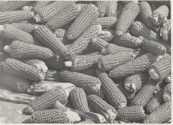 Ear corns