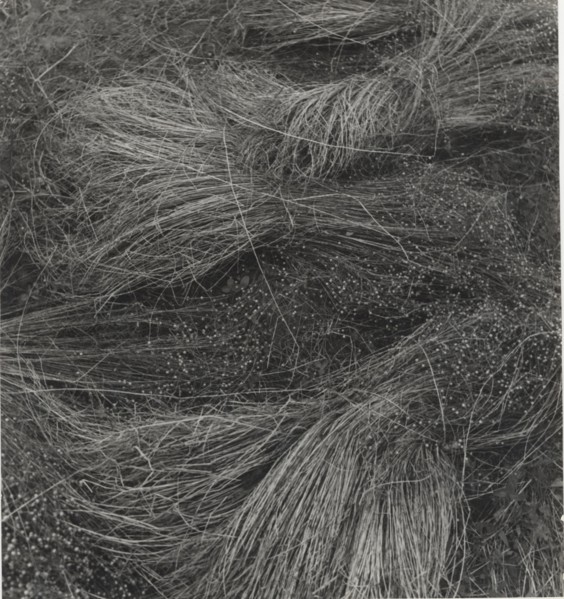 Flax cultivation in Belgium