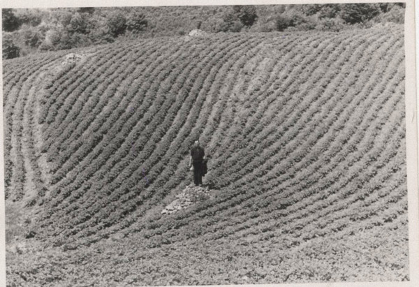 Potato field in Montemurlo
