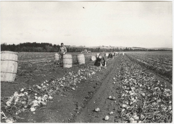 Picking potatoes in Caribou, Canada