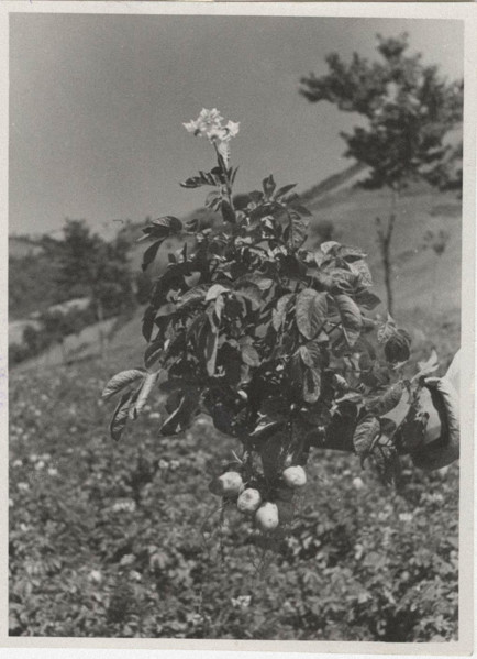 A type of potato cultivated in Montepiano