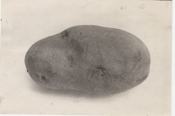 Potato Majestic