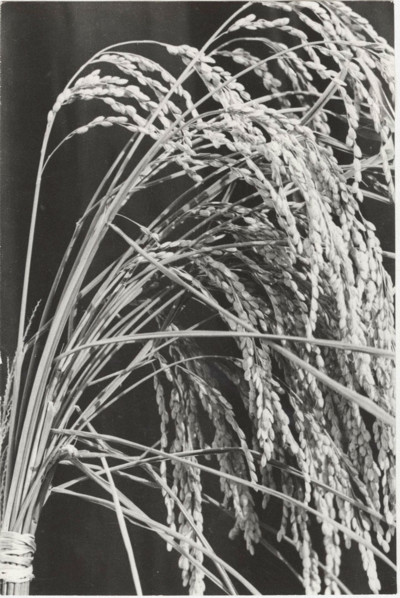 Lombard rice