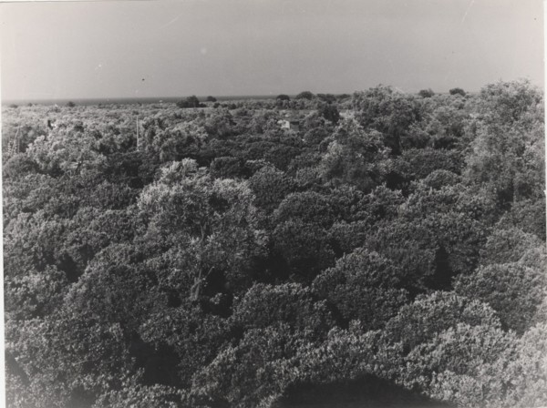 Citrus groves