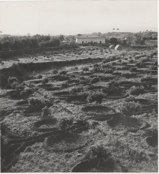 Citrus groves near Catania