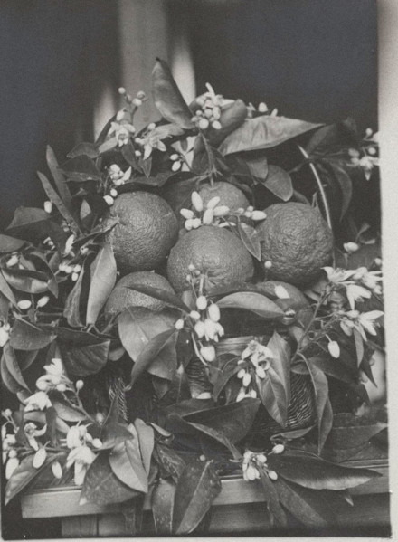 Oranges