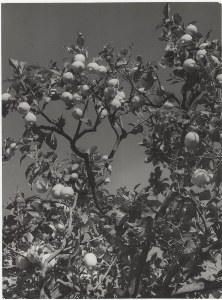 Lemon tree