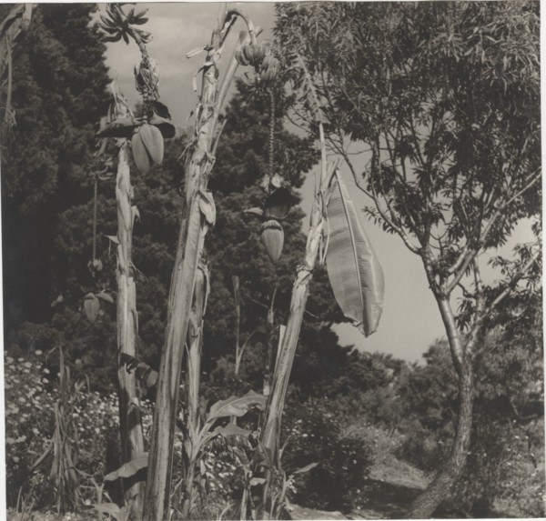 Banana tree