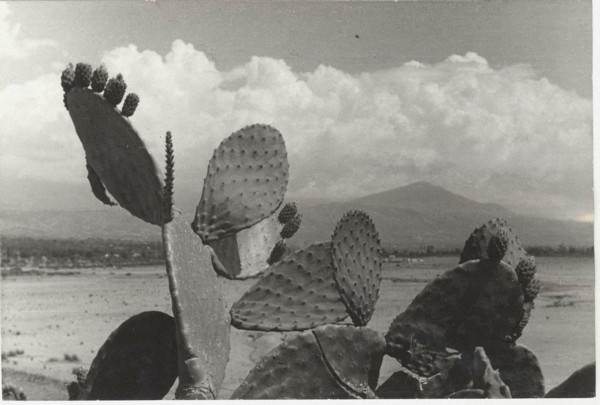 Prickly pears in Scalea, Italy