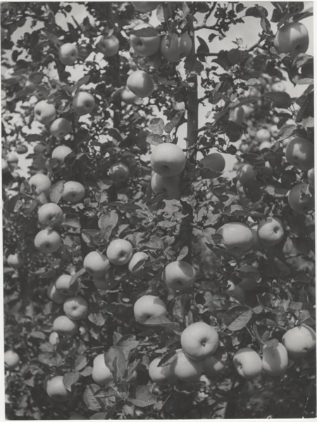 Branch of apple tree
