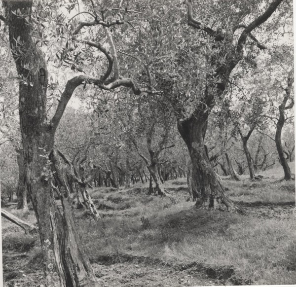 Olive orchard in Buti