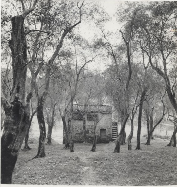Olive orchard in Sperlonga