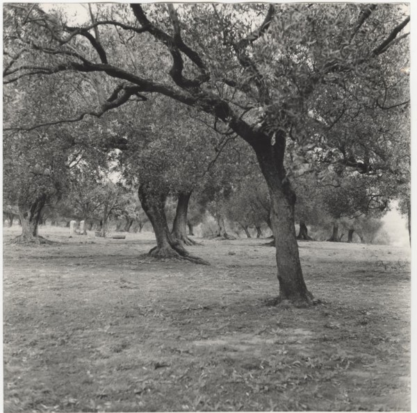 Olive orchard in Camerota