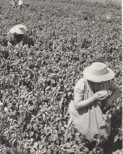 Pepper fields in Bra, Italy