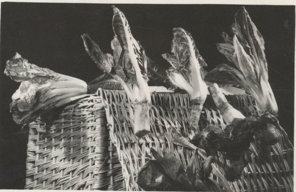Red radicchio of Treviso