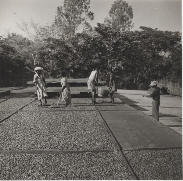 Drying of cocoa beans
