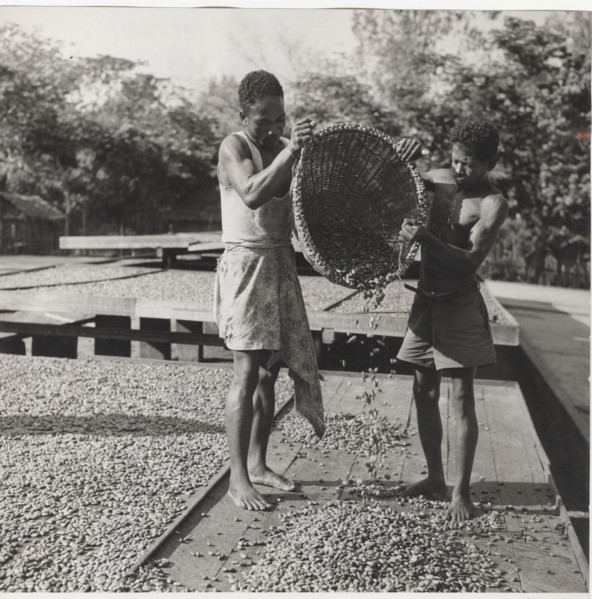 Drying of cocoa beans