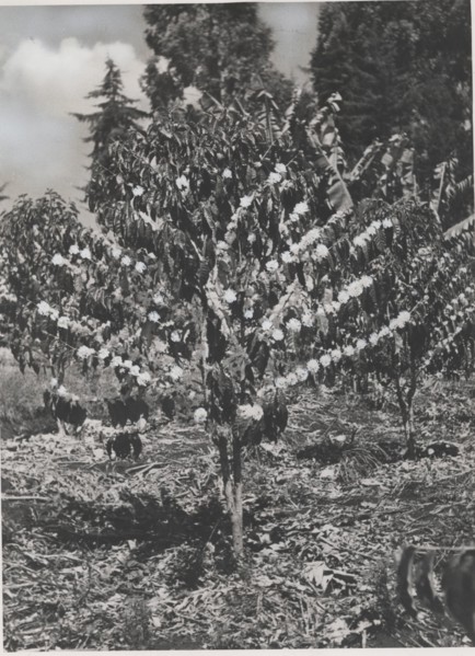 Blooming coffee plant