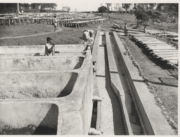 Fermentation tanks in Karatina, Kenya