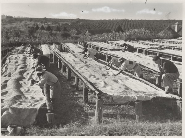 Drying of coffee beans