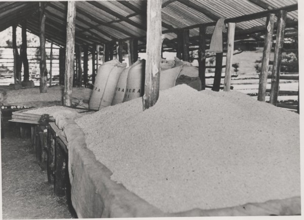 Dry coffee beans
