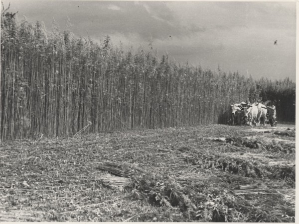 Hemp cutting