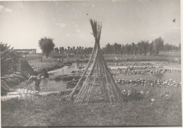 Hemp maceration