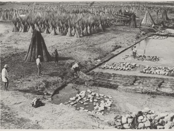 Hemp cultivation in Frattamaggiore