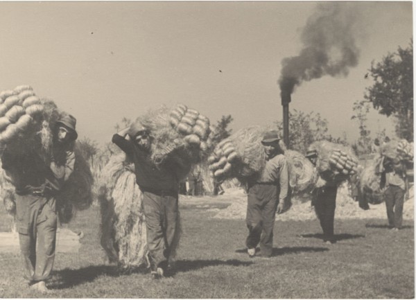 Hemp cultivation
