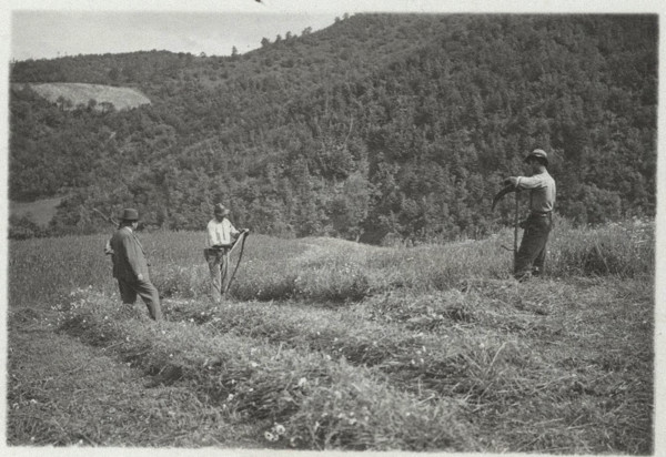 Grass mowing