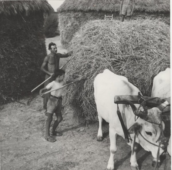 Loading hay and straw