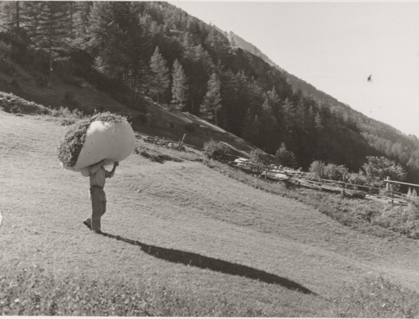 Hay transport in Cogne Valley