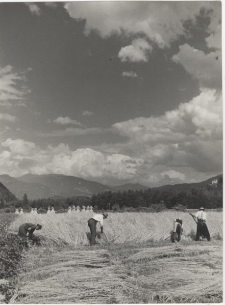Mowing of grain